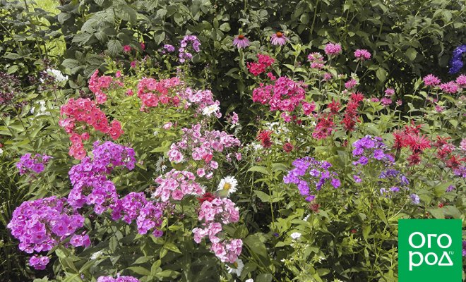 Как красиво сажать цветы в огороде фото и название